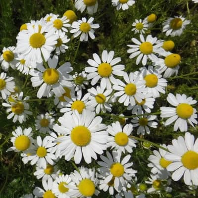 German Chamomile