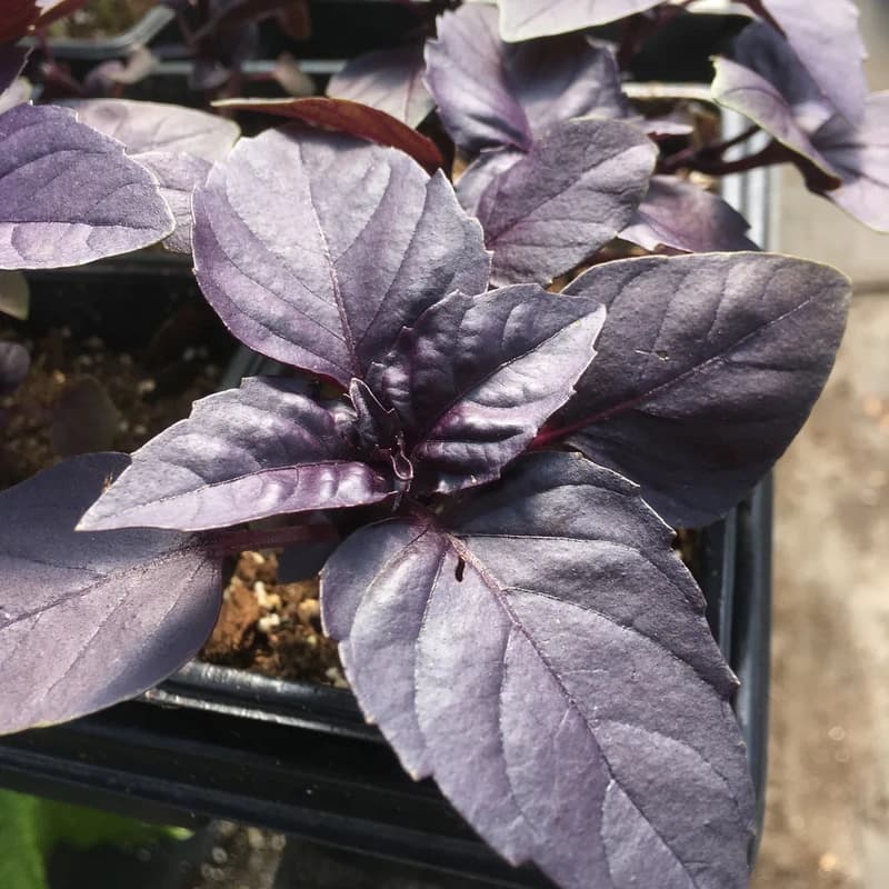Dark Opal Basil