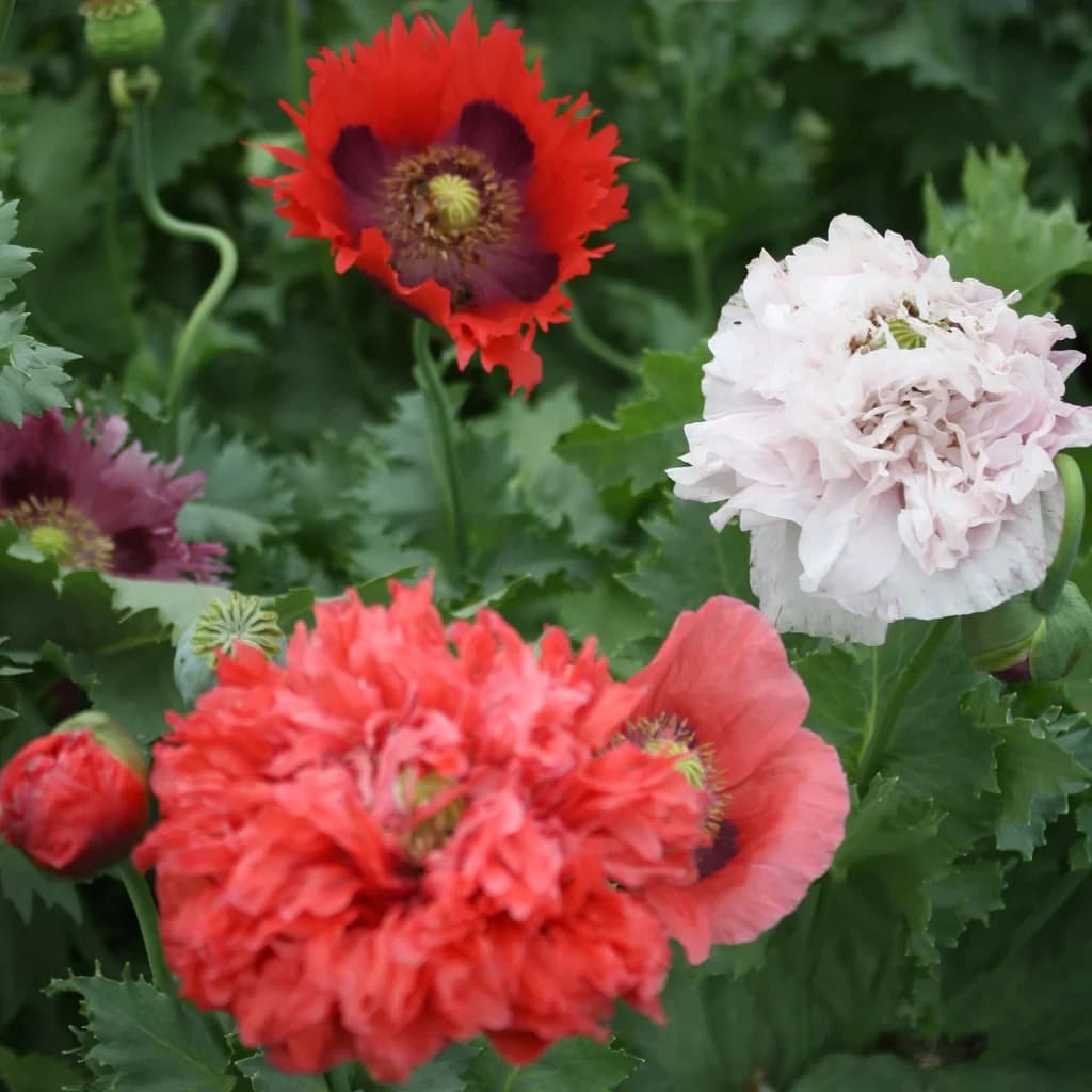 Poppy Mix