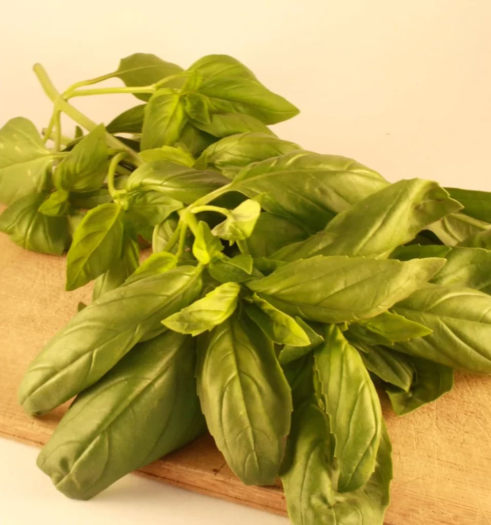 Genovese Basil