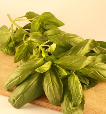 Genovese Basil