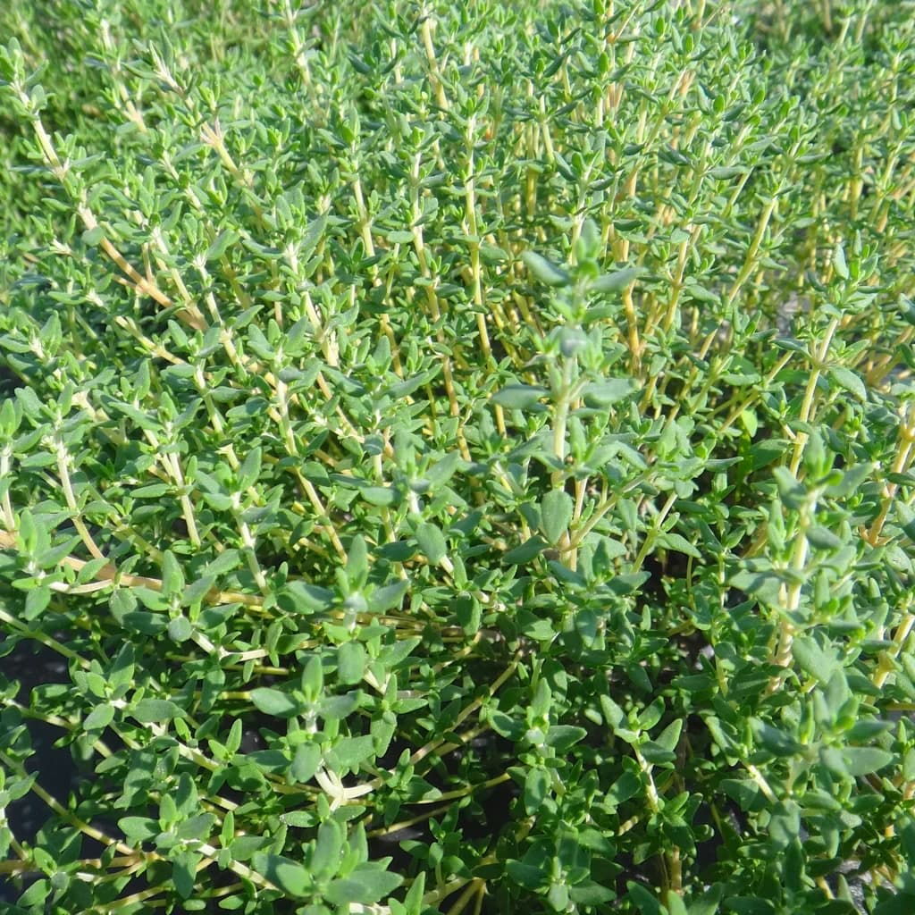 Thyme