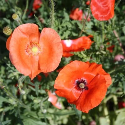 Corn Poppy Mix