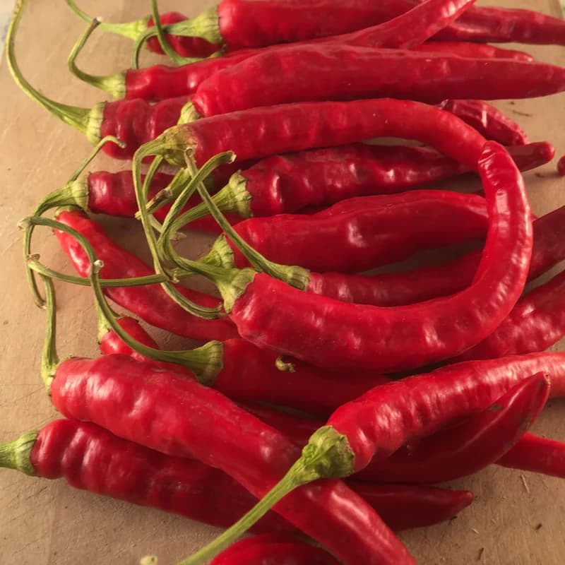 Red Rocket Pepper