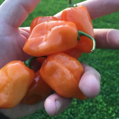 Orange Habanero Pepper
