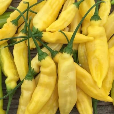 Lemon Drop Pepper