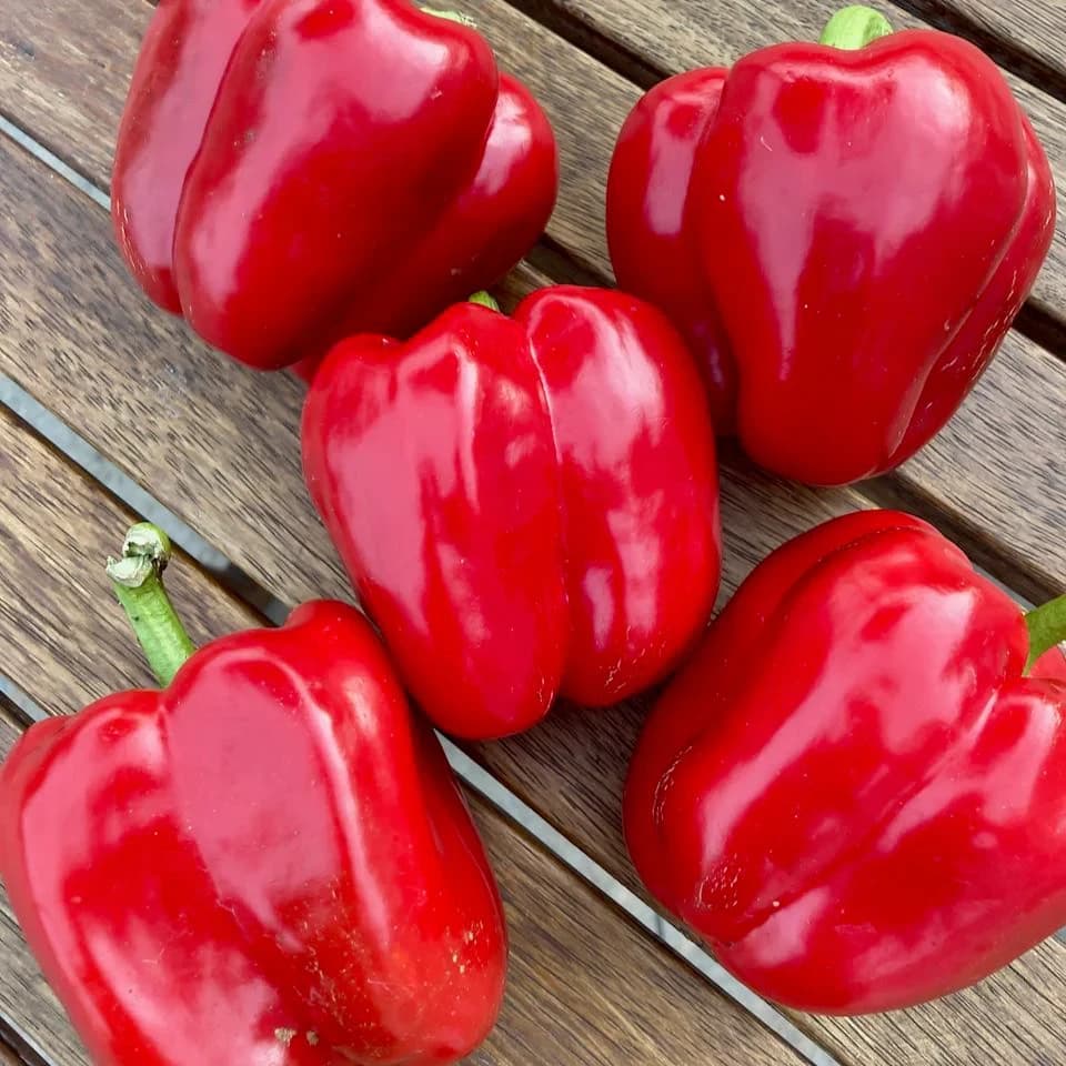 Red Fire Sweet Pepper
