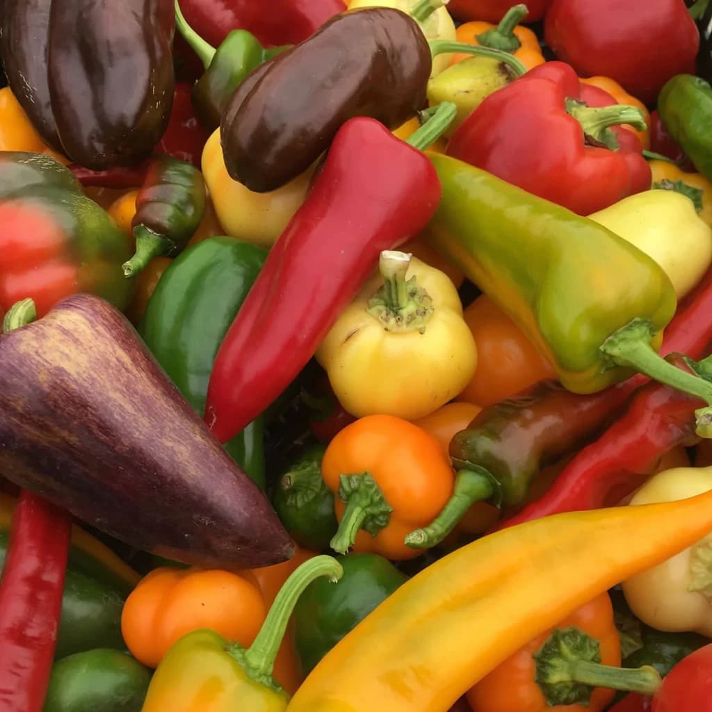 Sweet Pepper Mix