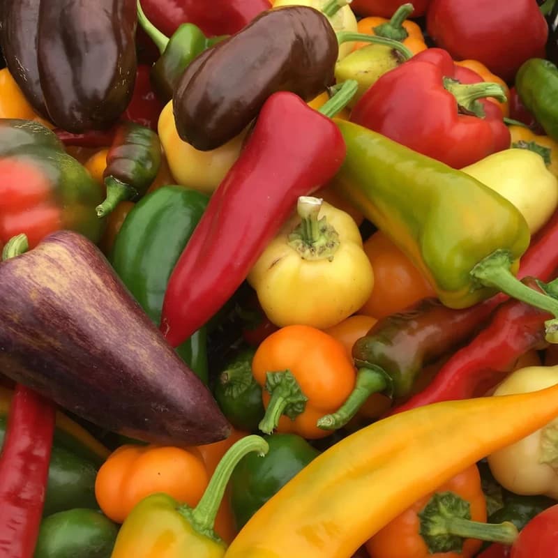 Sweet Pepper Mix