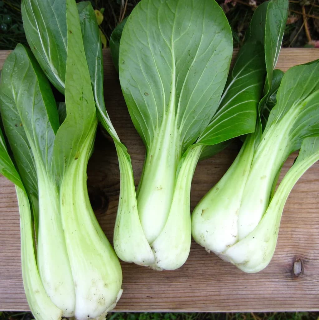 Bok Choy/Shanghai Green