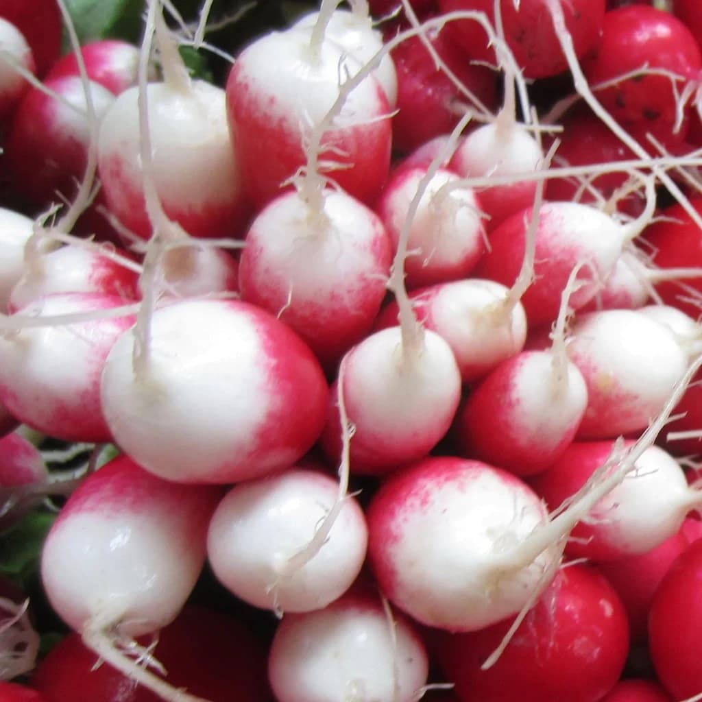 French Breakfast Radish