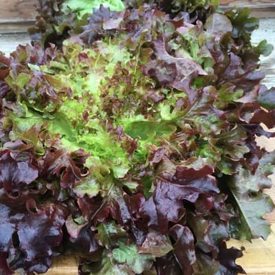 Red Oak leaf lettuce