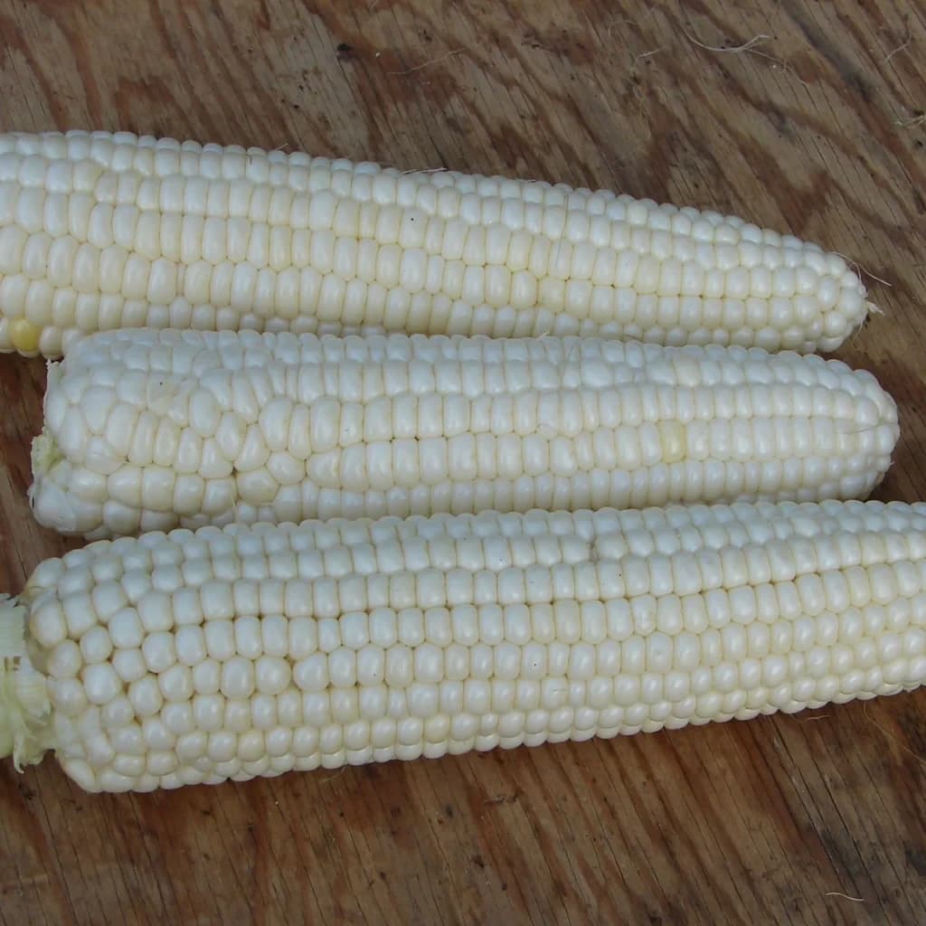 Tuxana Corn
