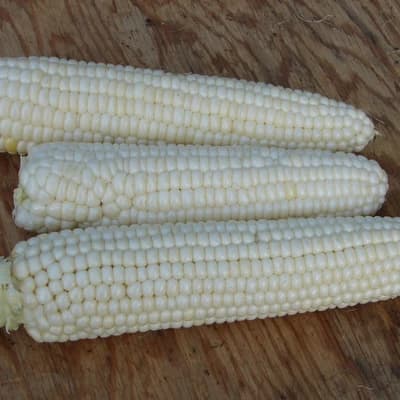 Tuxana Corn
