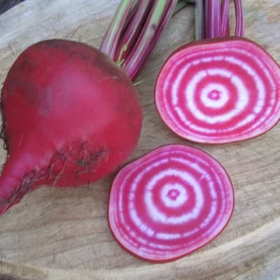 Chioggia Betterave