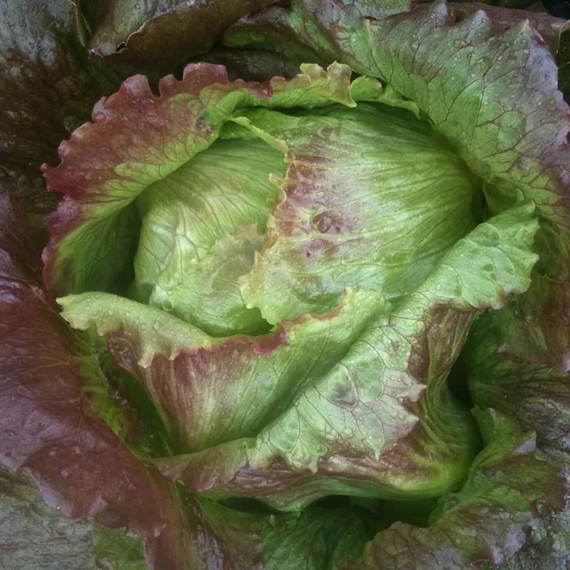 Red Iceberg