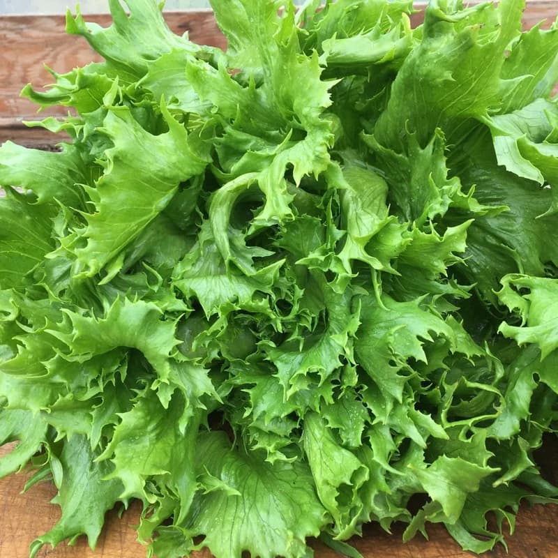 Ice Queen Lettuce