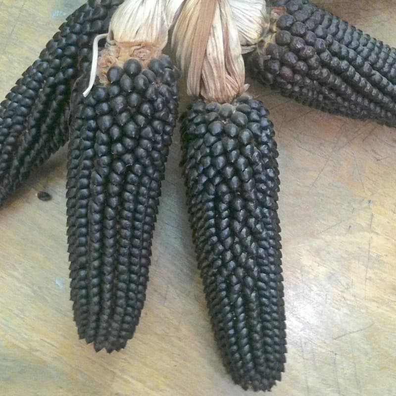 Dakota Black Popcorn
