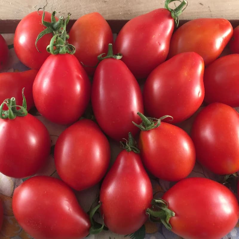 Fiaschetto