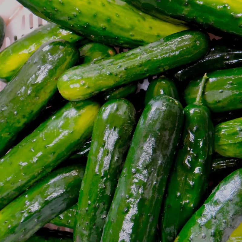 Tourne-Sol Select Field Cucumber
