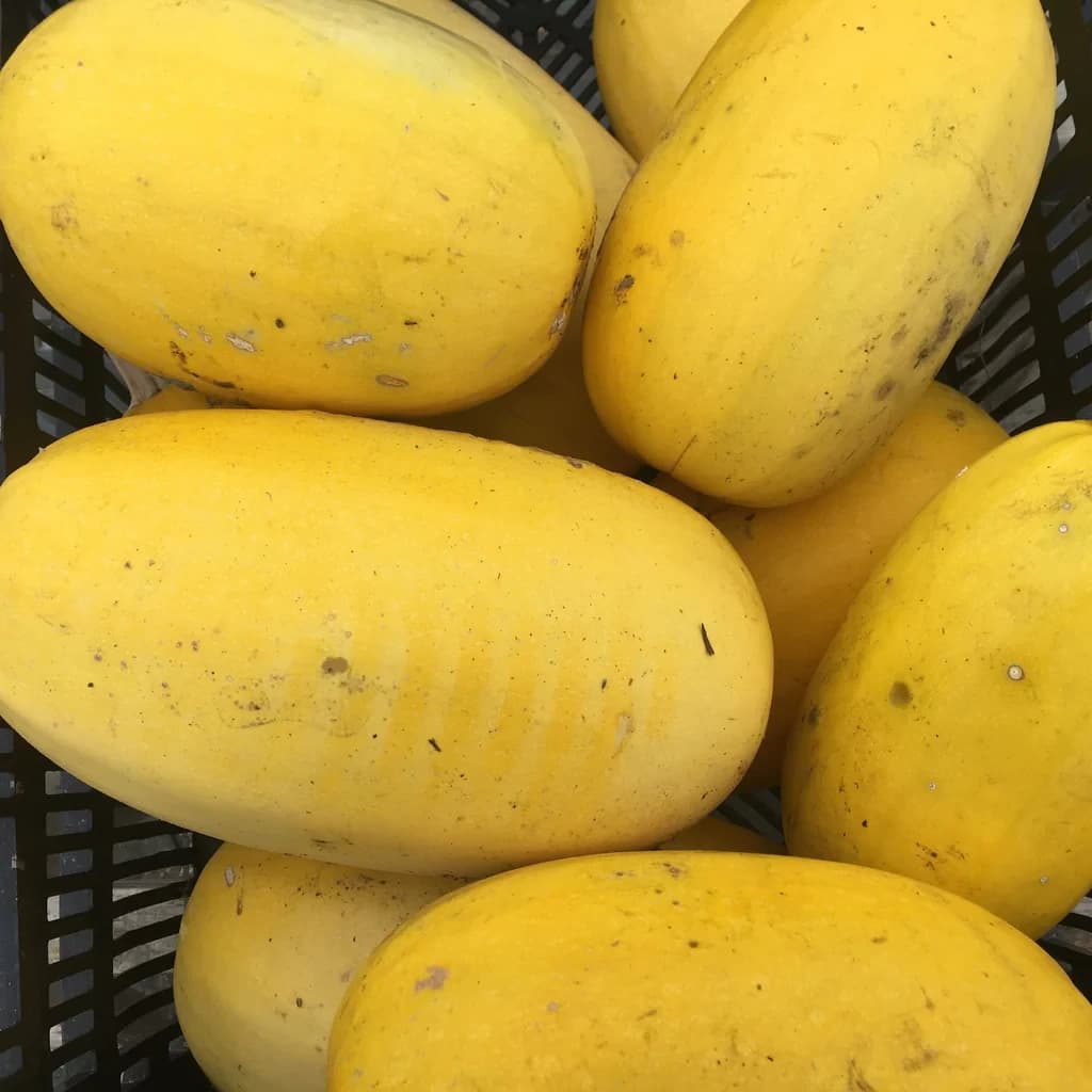 Spaghetti Squash