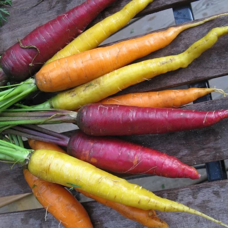 Witches Fingers