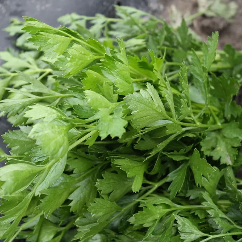 Italian Parsley