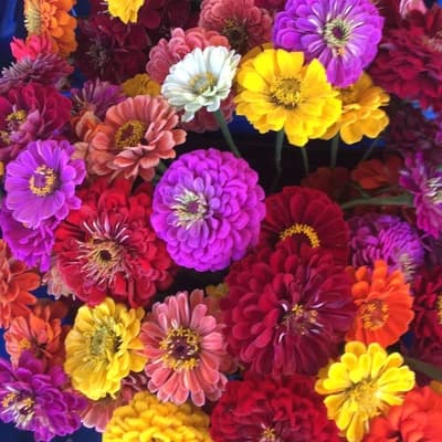 Zinnia Mix