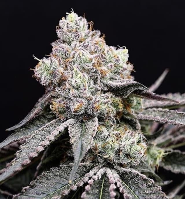 Wedding Crasher Feminized — PPS Strain Guide