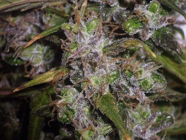 Garlic Breath Feminized Seeds – GMO x Mendo Breath Indica