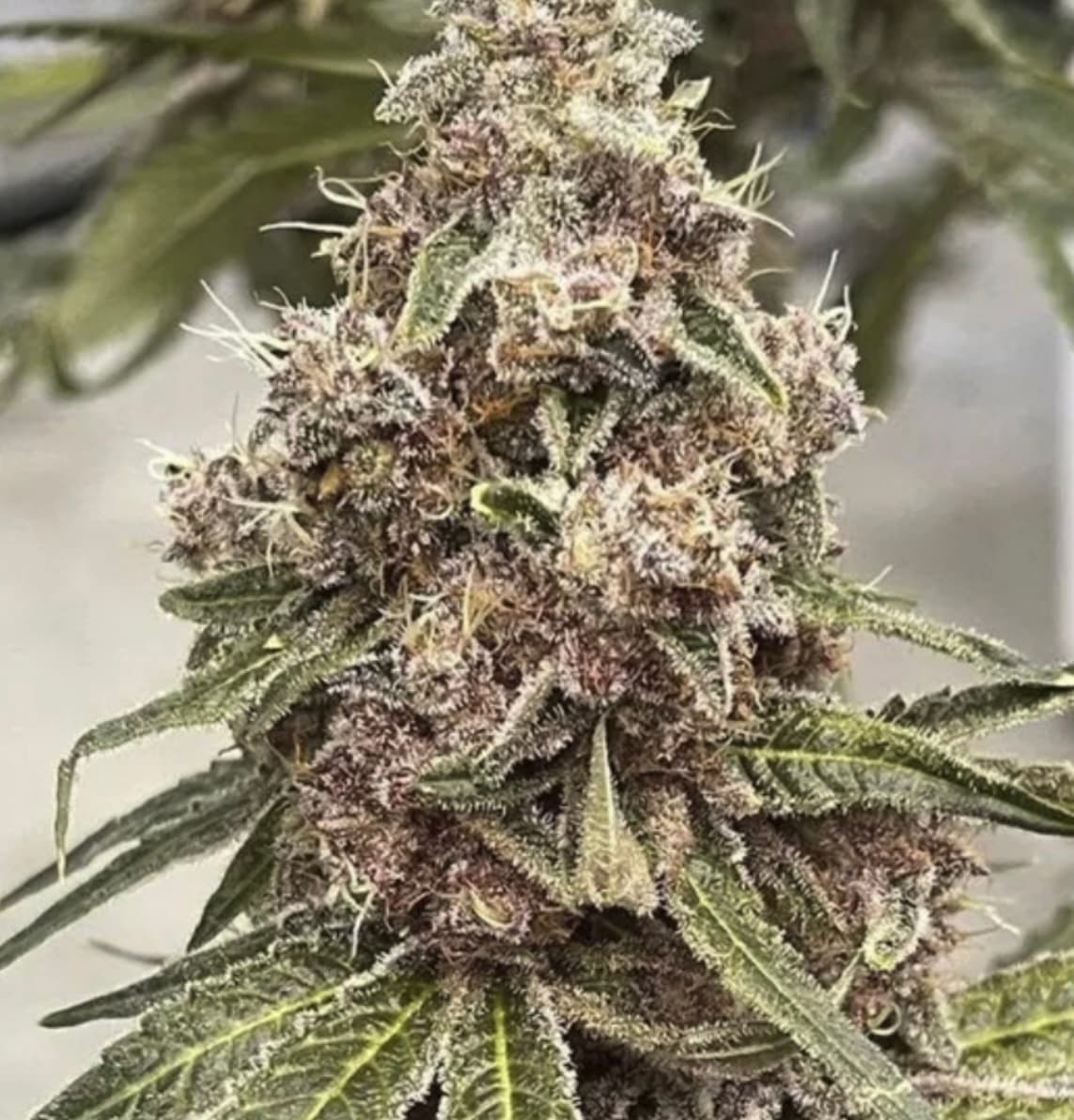 Garlic Breath Feminized 2