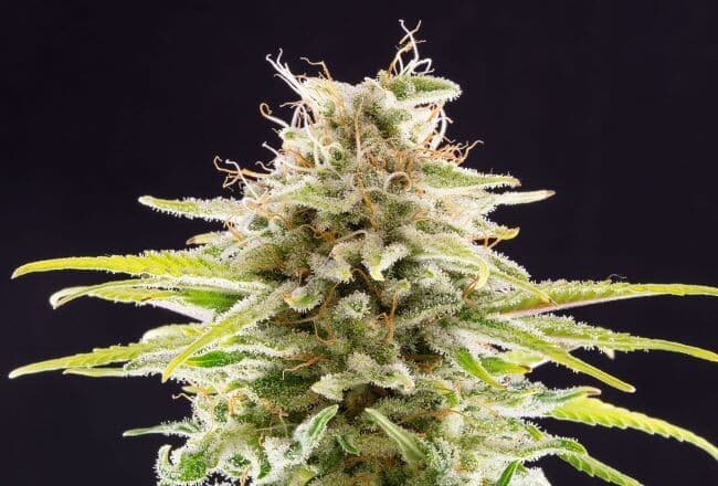 OG Kush