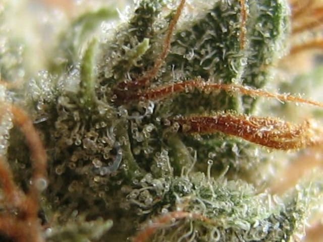 GG4 x Zkittlez Feminized — Where Sticky Meets Sweet