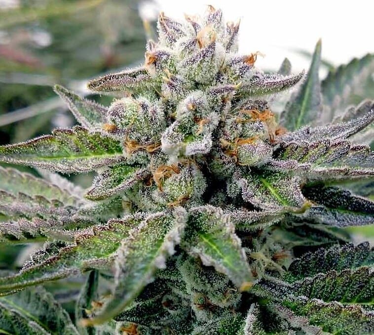 Lava Cake