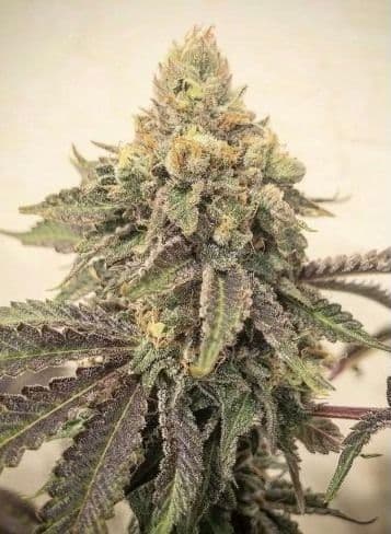 Skywalker