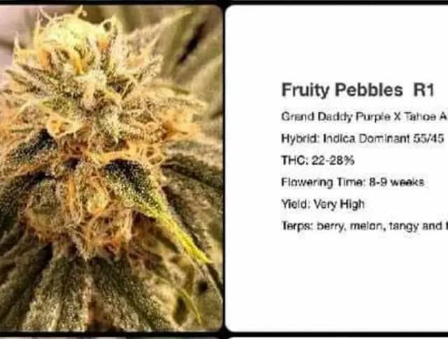 Fruity Pebbles R1 Feminized – Sweet, Tropical, and Seriously Potent