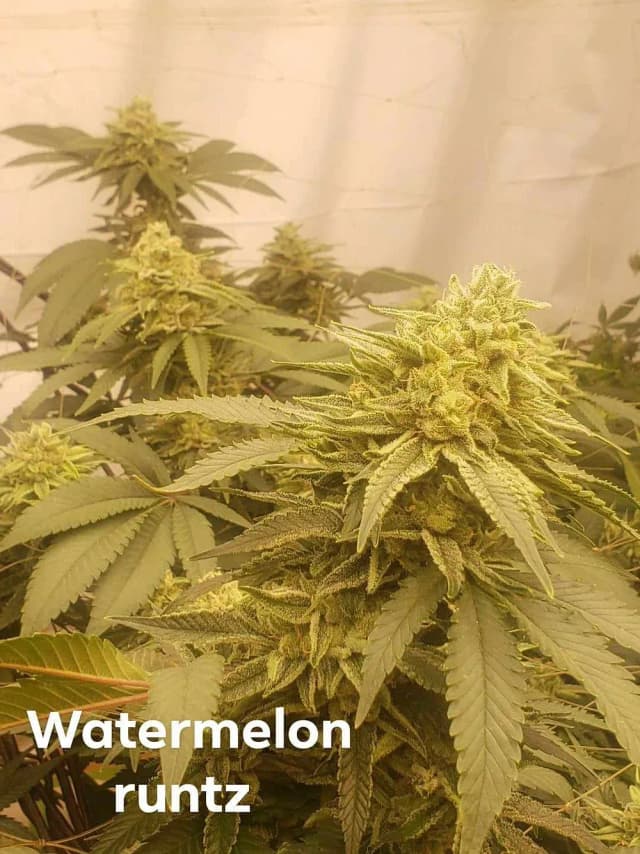 Watermelon Runtz Feminized – Sweet, Potent & Built for Big Yields