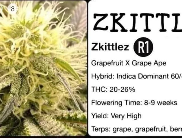Zkittlez R1 Feminized – The Candy-Sweet Hybrid Worth Every Week of the Wait