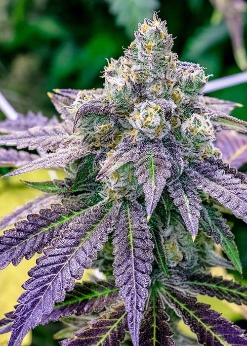 Sundae Driver Auto Feminized — Sweet, Balanced & Built for Canadian Grows