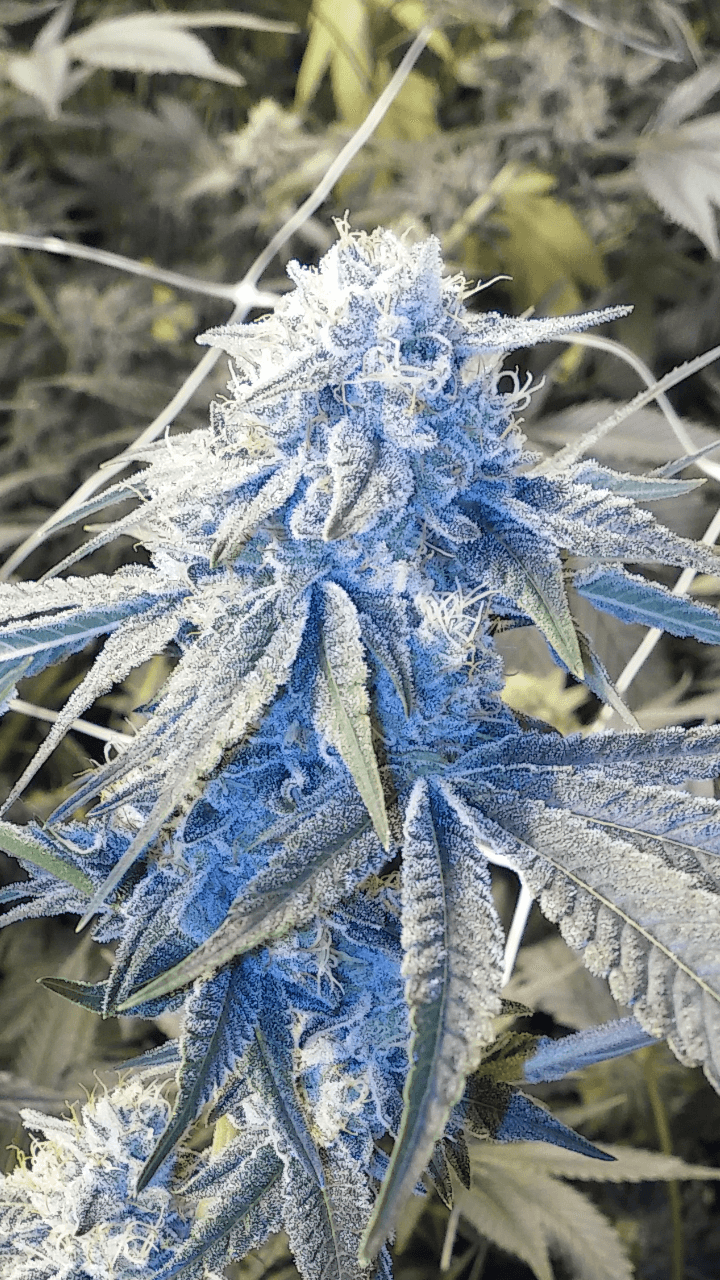 Gorilla Glue #4 (fast) Feminized 3