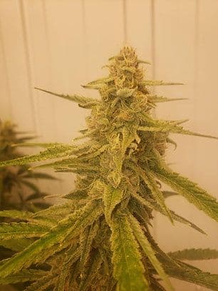 Master Skill F1 Feminized 3