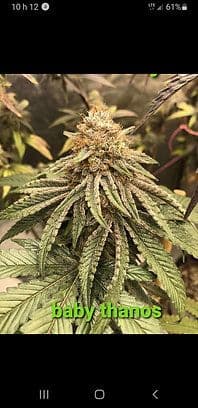 Baby Thanos F1 Feminized 2