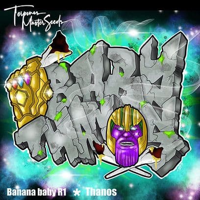 Baby Thanos F1 Feminized: The Heavy-Hitting Hybrid You Didn't See Coming