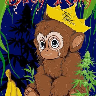 Baby King F1 Feminized — Earthy, Pungent Hybrid with High THC