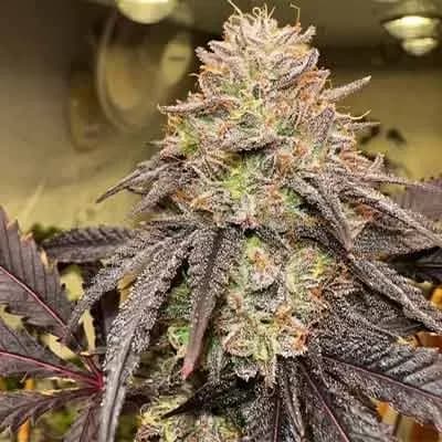 Lemon Cherry Gelato