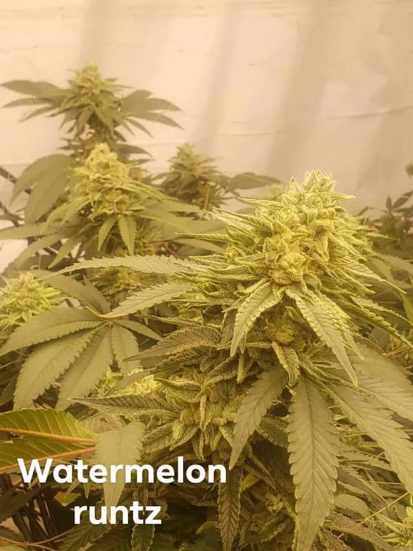 Watermelon Runtz