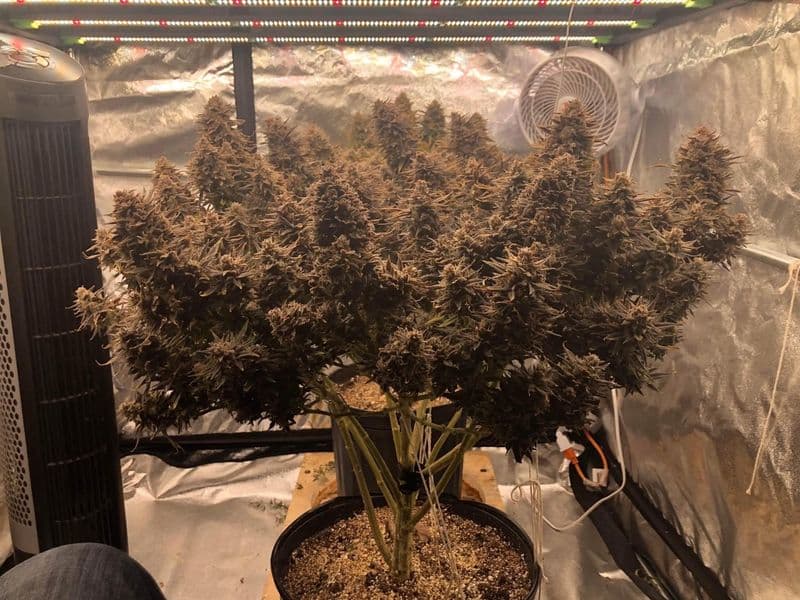 Do-Si-Dos