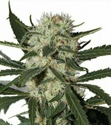 Northern Light