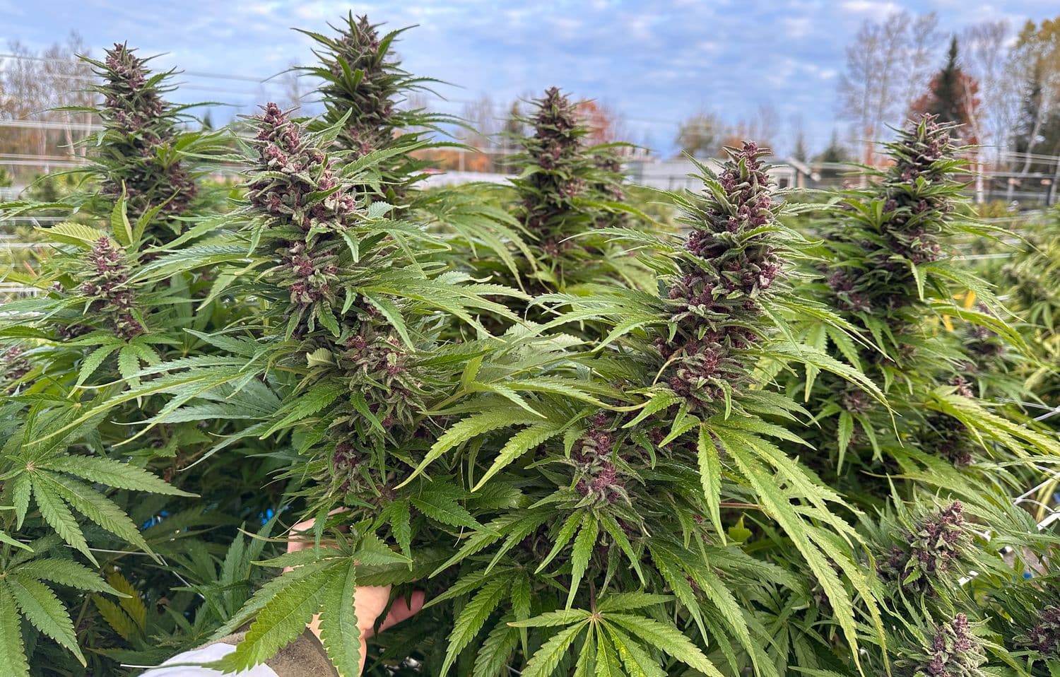 Blue Widow Feminized