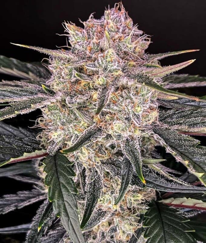Apple Fritter